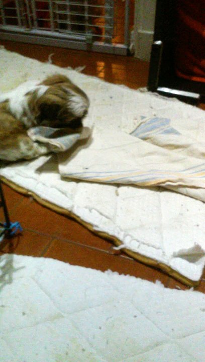 Chiots Shih Tzu du Coeur Aux Abois