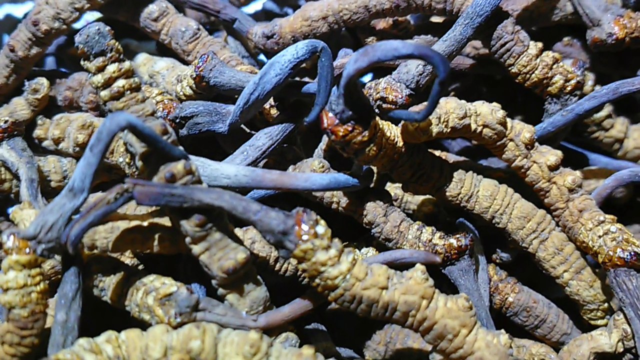 Cửa hàng bán quà tặng cao cấp dành cho các sếp, Quà tặng biếu sếp cao cấp, mua quà biếu sếp loại cao cấp