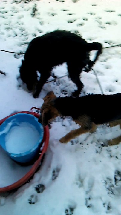 les chiot ki decouvre la neige lol