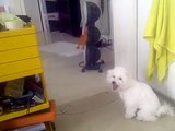 Bichon Frise Puppy 4months old Barking