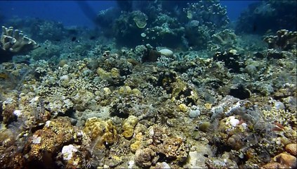 Rencontre avec une Tortue