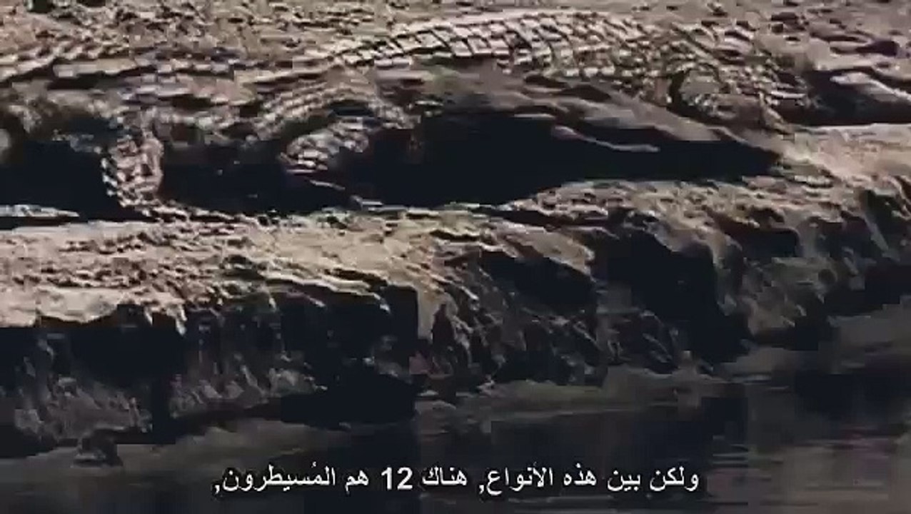 DOCU 025 Worlds Deadliest Animals History channel BBC documentary