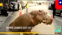 Hippo breaks loose - enormous hippo jumps out of truck in Taiwan.