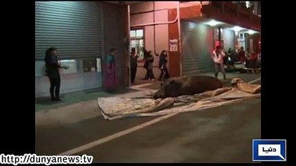 Dunya News - China: Hippo jumps from moving truck in Taiwan