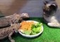 Cat Intently Studies Feeding Bearded Dragons