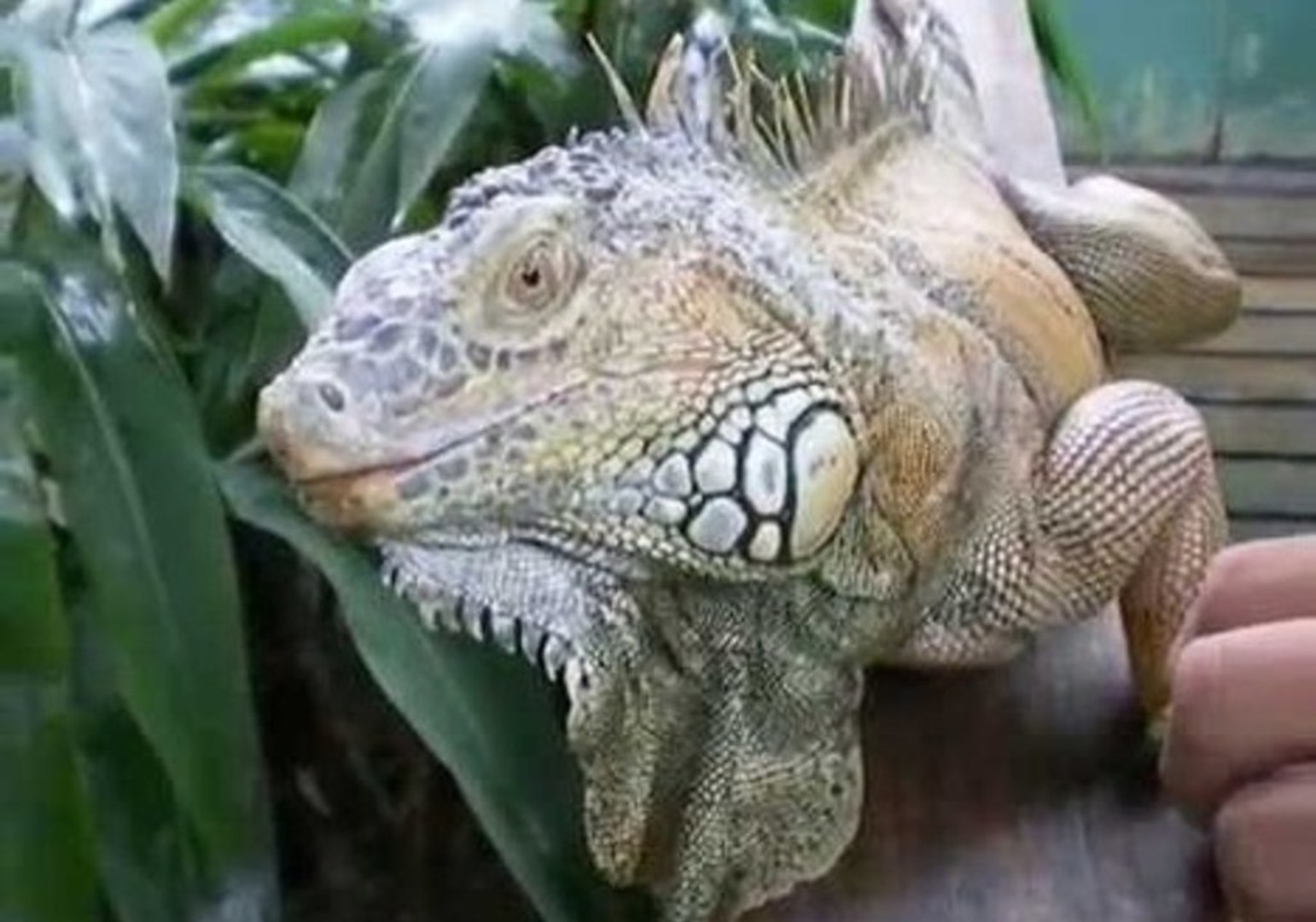 Interesting Facts on the Green Iguana