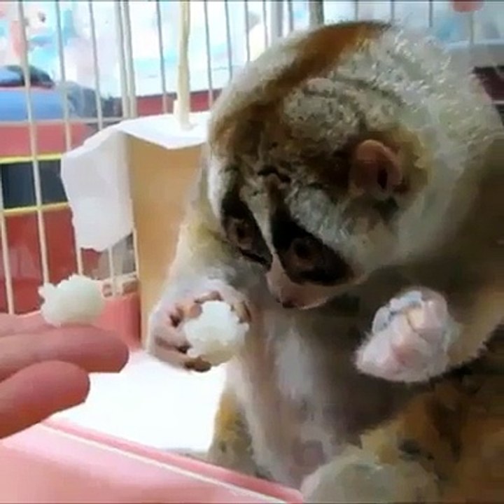 Cute or Creepy