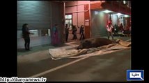 Hippo Jumps From Moving Truck in Taiwan