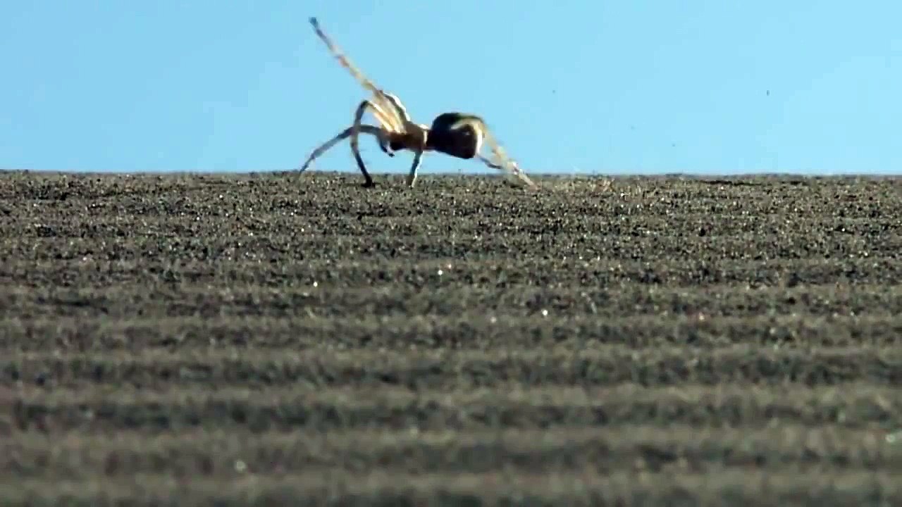 La joie des araignés