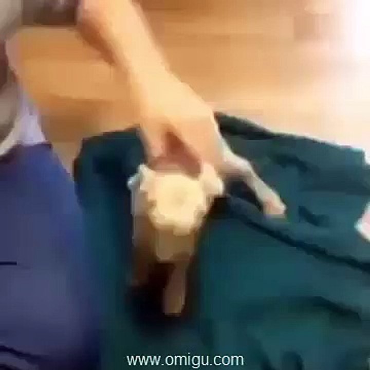 Wimpy Goat