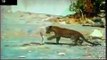 Dangerous Animals LEOPARD VS COBRA Discovery Animals Nature 360 MQ Discovery News