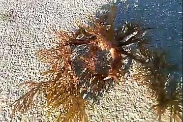 SOMETHING VERY VERY STRANGE