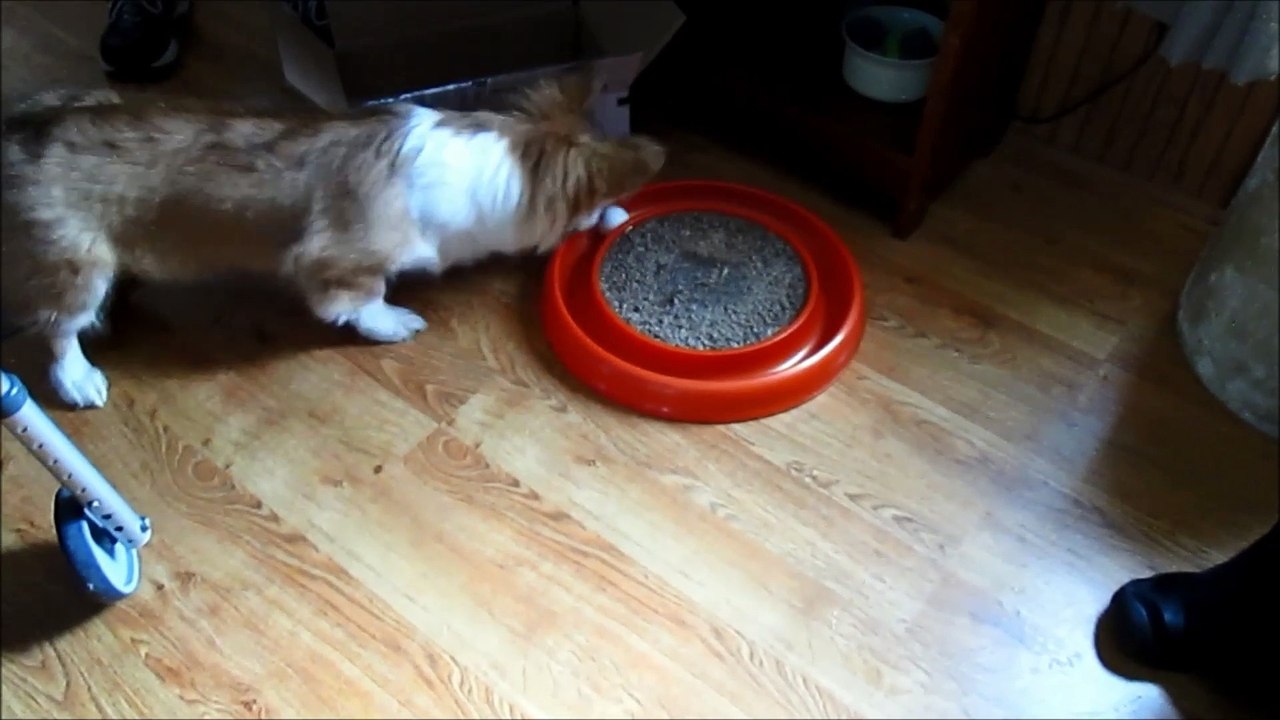 Gigi Discovers Ball & Track Toy