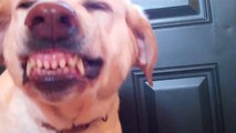 Dog Feels Guilty for Eating Kitty Treats