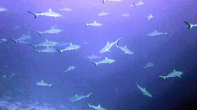 Ballet de requins gris à Rangiroa (Polynésie française)