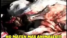 No a la Matanza De Animales - DIGA no a las PIELES mira como SACRIFICAN a estos animalitos