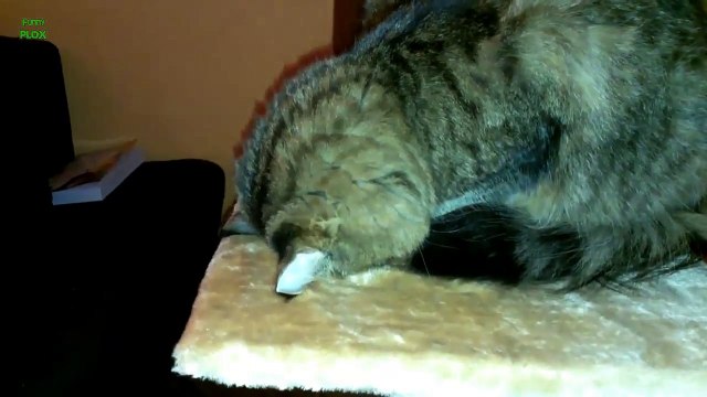 Funny Cats Sleeping in Weird Positions Compilation