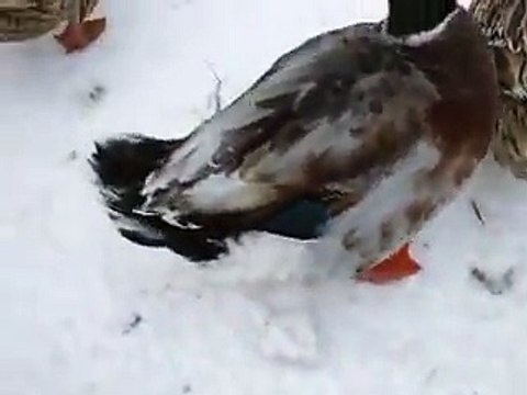 The variety of ducks in winter Japanease Zoo Video pet bird animals safari amazon africa