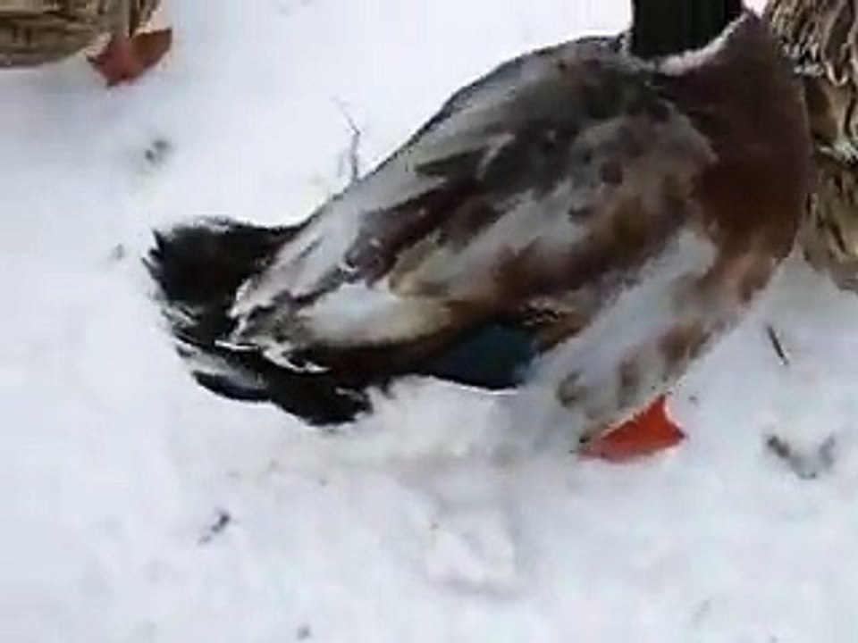The variety of ducks in winter Japanease Zoo Video pet bird animals safari amazon africa
