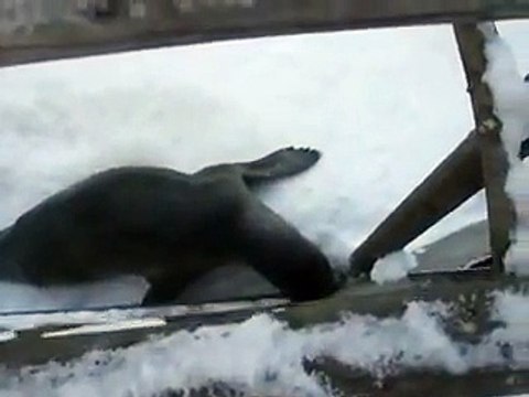 very cute! the Seal and fish in winter Japanease Zoo Video pet animals safari amazon africa