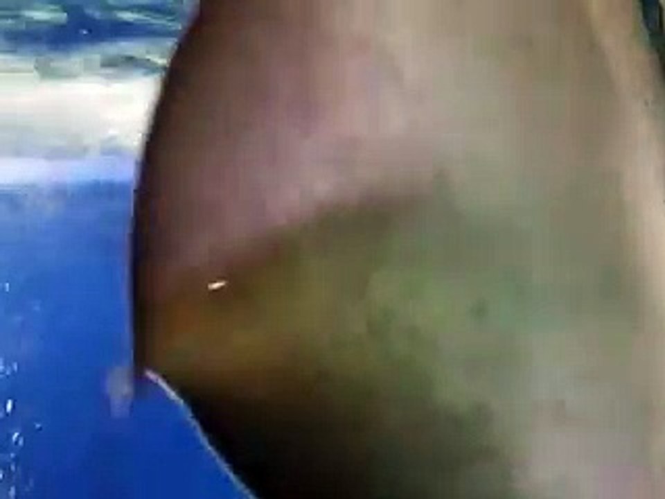 which is the face  The Rays in Japan Aquarium Video sea water marine deep sea