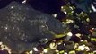 The flatfishes and flounders in Japan Aquarium Video sea water marine deep sea ocean