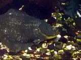 The flatfishes and flounders in Japan Aquarium Video sea water marine deep sea ocean