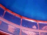 The mysterious of Clione in Japan Aquarium Video sea water marine deep sea creature