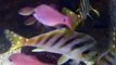 ☆The variety of colorfull fishes in Japan Aquarium Video sea water marine deep sea tropical