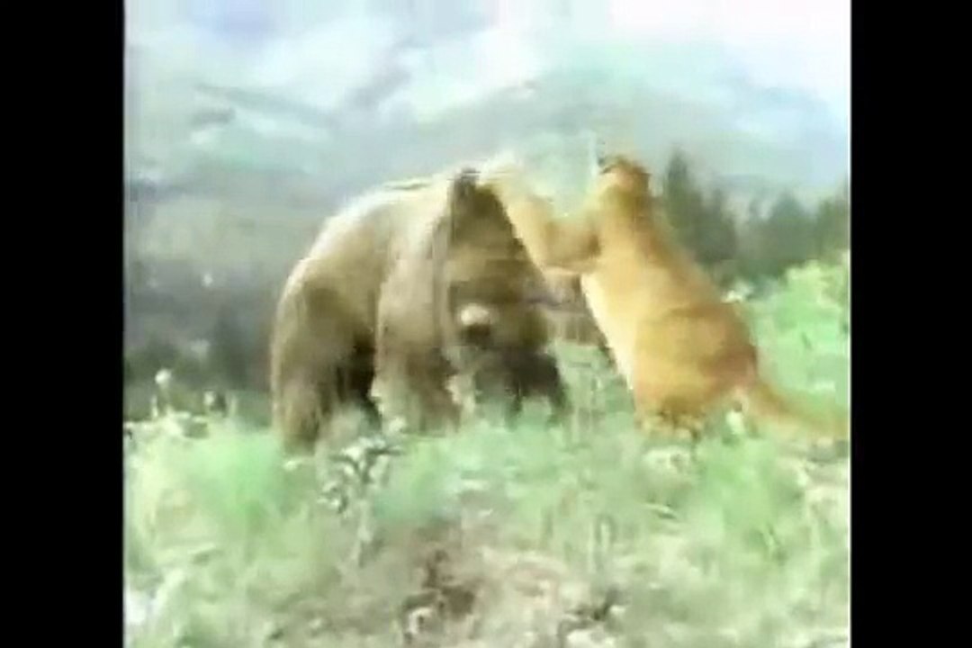 Biggest wild animals fights.Part 2.NOT FOR SENSITIVE VIEWERS!