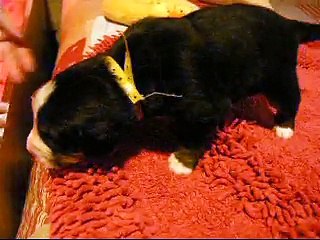 17 jours mâle jaune