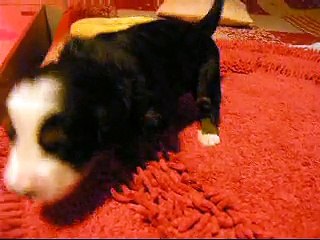 17 jours mâle gris