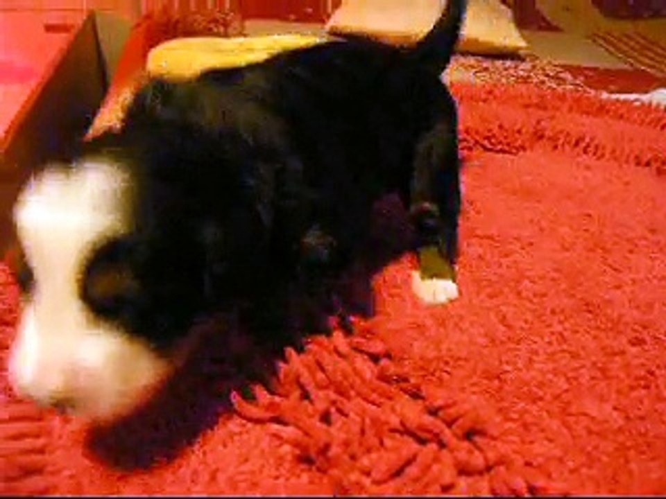 17 jours mâle gris