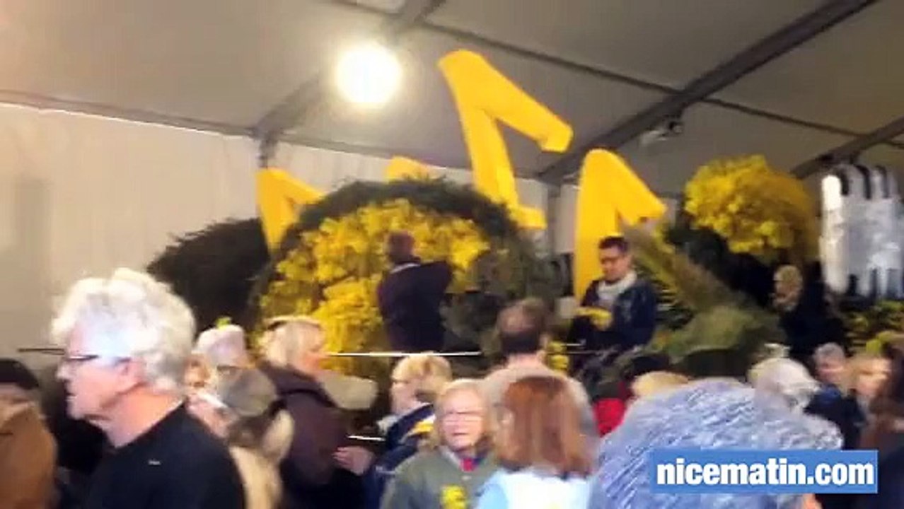 Mimosa