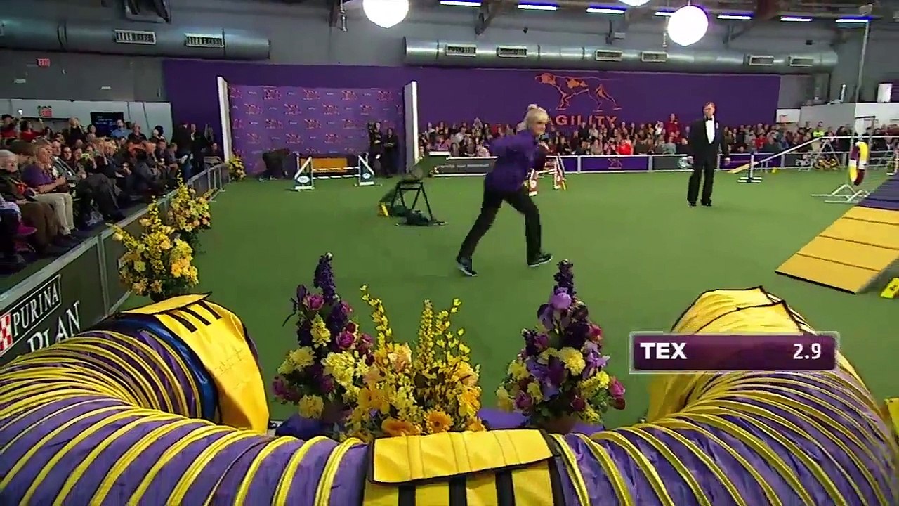 Tex, chien champion d'agility surpasse ses adversaires de très loin!