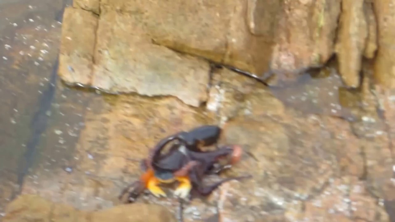 Un poulpe attaque un crabe pour le dévorer!