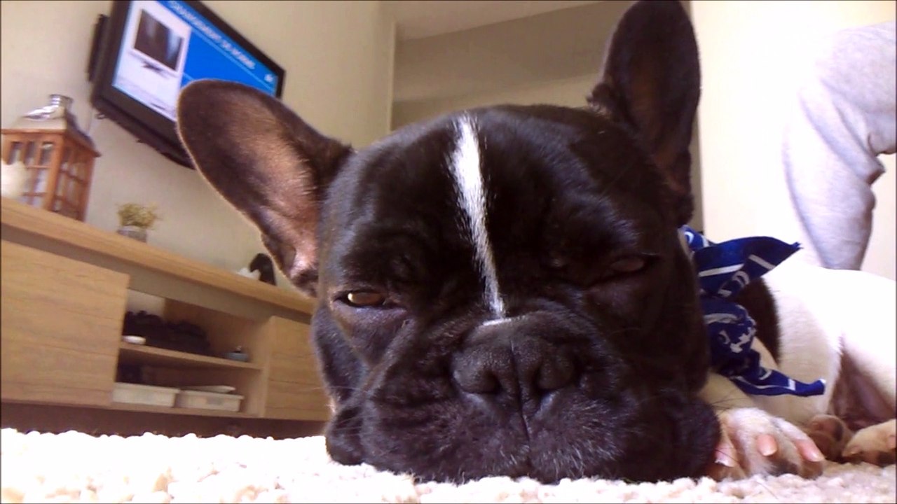 La vie de Tattoo, bouledogue Français de 7 mois.