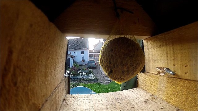 Mésange et boule de graisse capturée par une Go Pro Hero 2