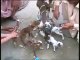 Amazing Goat ,you will not Believe- Video Dailymotion