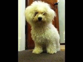 poppy the bichon frise