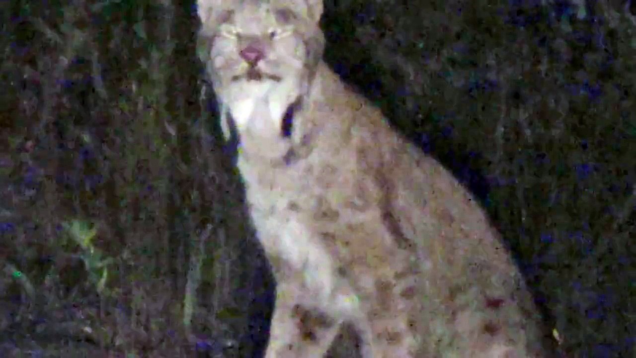 Lynx & Wolf Video