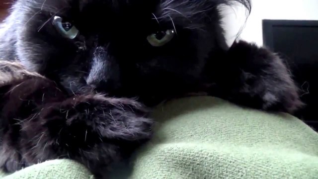 Cat Sucking Thumb Video