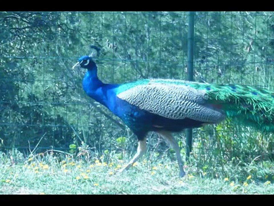 Au Zoo - 2009
