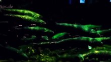 Trout Fish سمك السلمون Рыба лосось