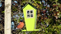 Bullfinch on The Little Green Bird House Feeder