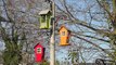 Goldfinches on The Little Orange Bird House Feeder - Goldfinch
