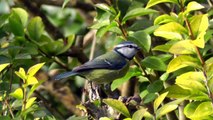 Blue Tit on Display - Birds in My Garden