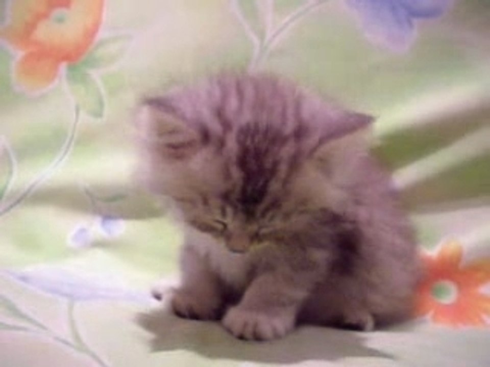 Gattino assonnato