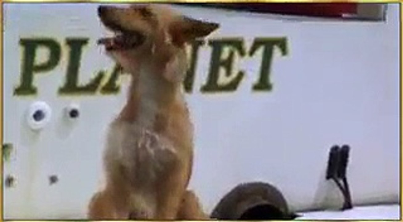 Dog and the Boat