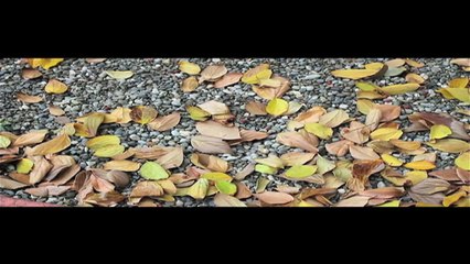 Planet Asia & DirtyDiggs feat Purple Kloud "Tiger Stripes"